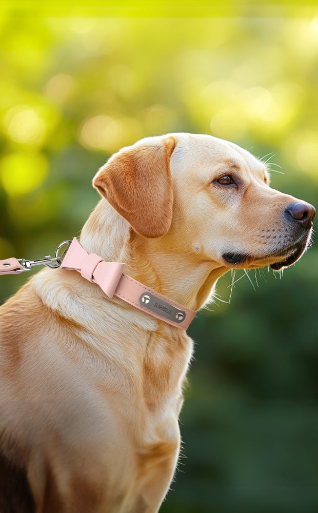 Category Slider - Custom Engraved Pet Collars with Leash Gift Set 